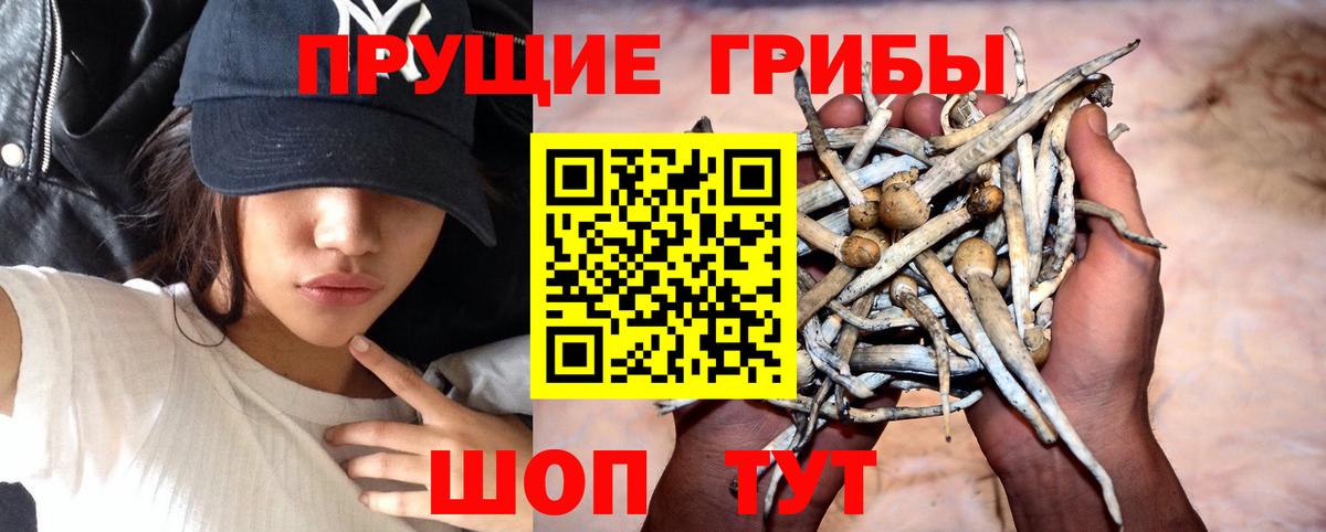 Псилоцибиновые грибы Psilocybine cubensis Сосновый Бор